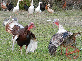 Namna bora ya kufuga bata mzinga Namna bora ya kufuga bata mzinga