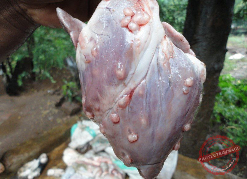 Upotevu wa kiuchumi unaotokana na kukataliwa kwa nyama au shehemu ya nyama na sababu za kukataliwa