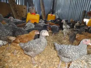 Wajue kuku aina ya kuroiler na sifa unazotakiwa kuzifahamu