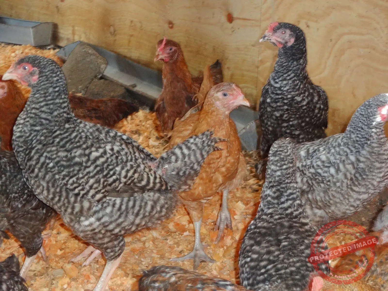 Wajue kuku aina ya kuroiler na sifa unazotakiwa kuzifahamu