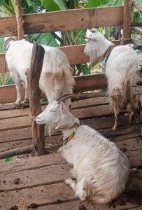 Ufugaji wa mbuzi wa maziwa: mwanzo – mwisho