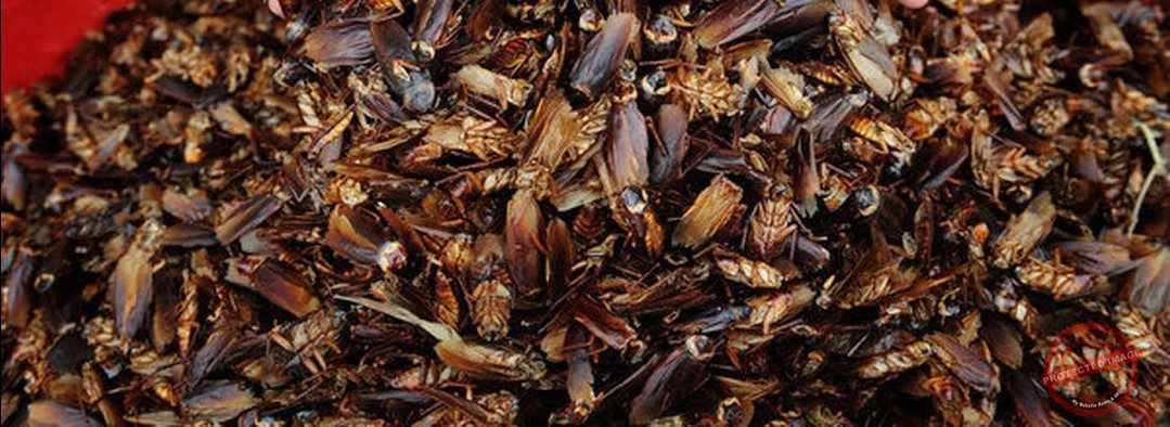 Ufugaji wa mende Ufugaji wa mende