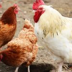 Ufugaji wa kuku: Nyama, Mayai na Kienyeji