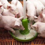 Ufugaji Bora wa Nguruwe Hatua kwa Hatua